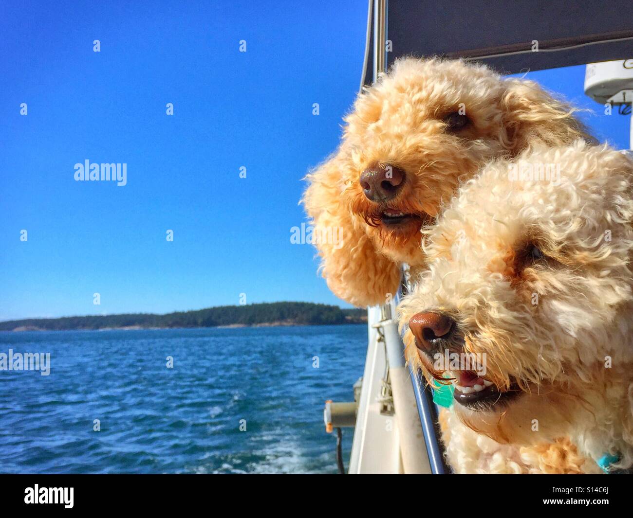 Two happy labradoodles enjoy the view and the fresh air from a boat. Stock Photo