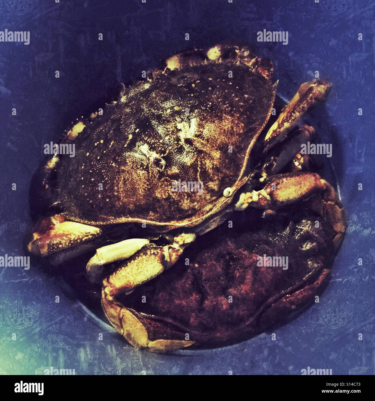 Summertime catch of crabs in a bucket. Stock Photo