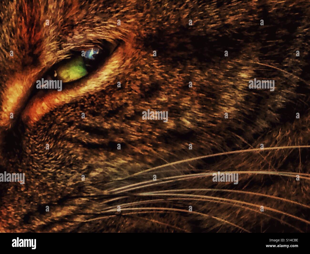 Cats eye. - Smartphone Captured Stock Image