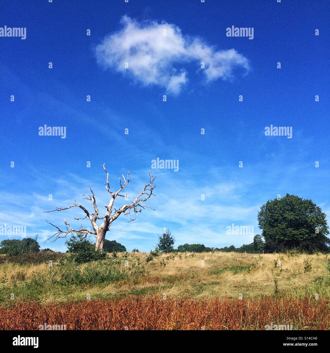 A tree on Hampstead Heath, London - Smartphone Captured Stock Image