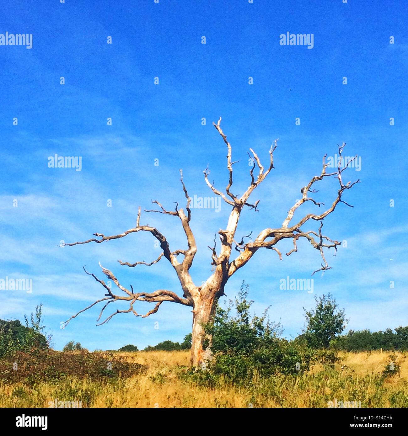 A solitary tree on Hampstead Heath, London - Smartphone Captured Stock Image