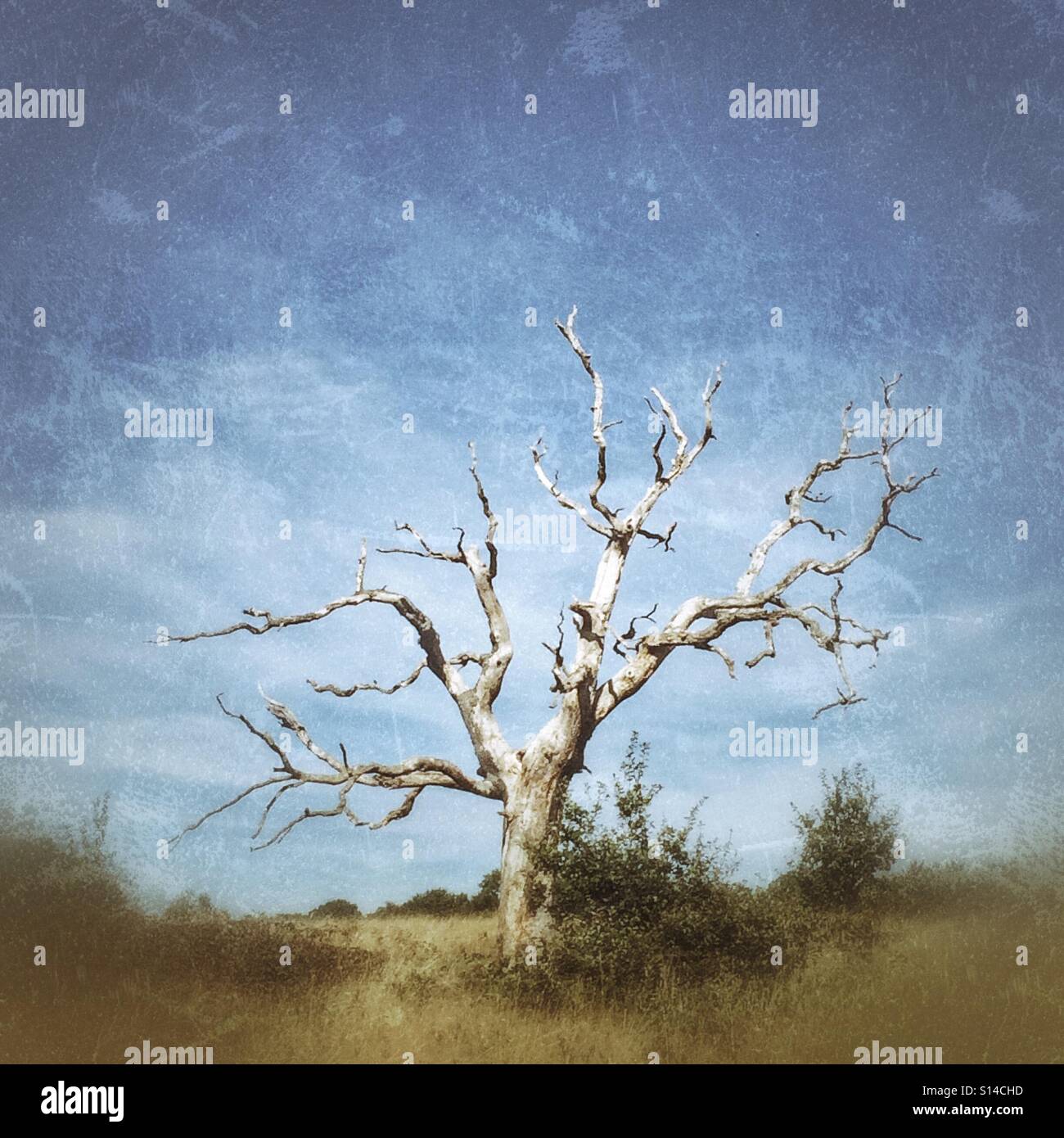 A dead tree on Hampstead Heath, London - Smartphone Captured Stock Image