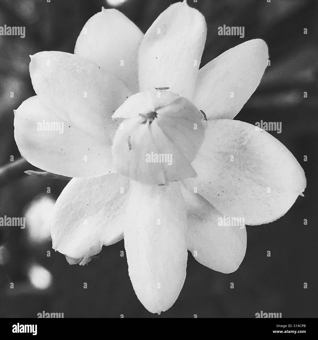My Image 14