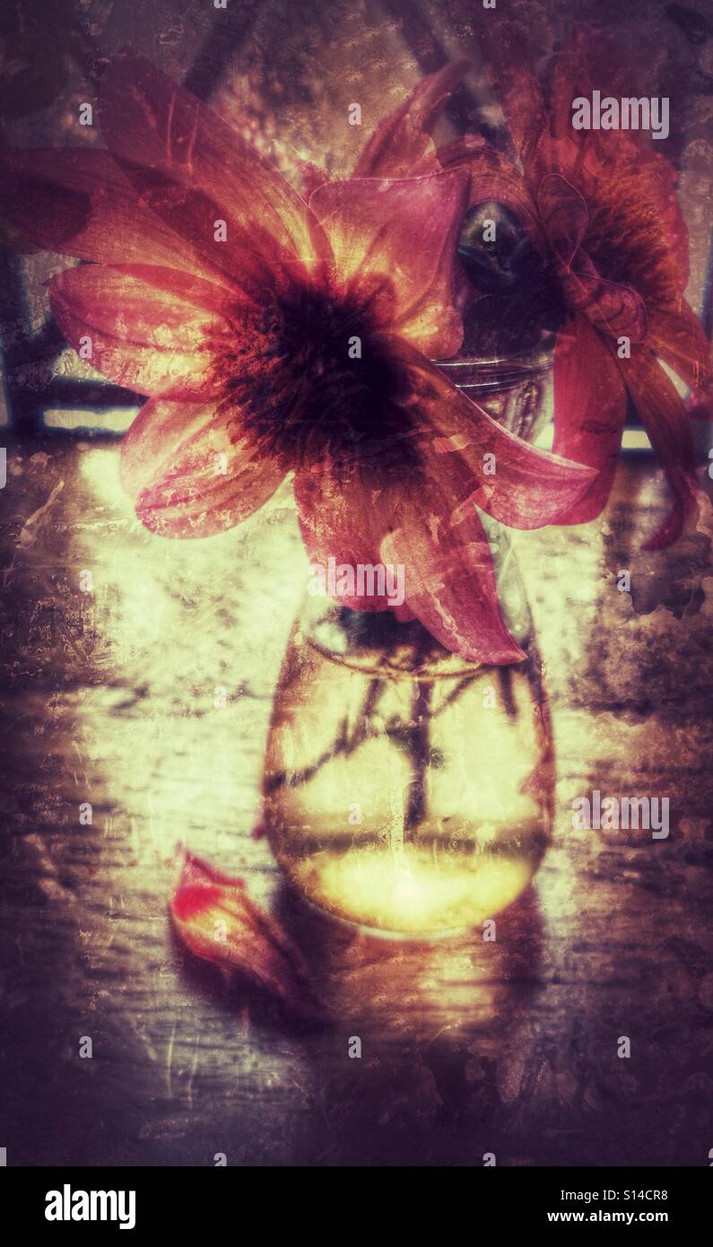 Fading Flower in Pot Stock Photo Alamy