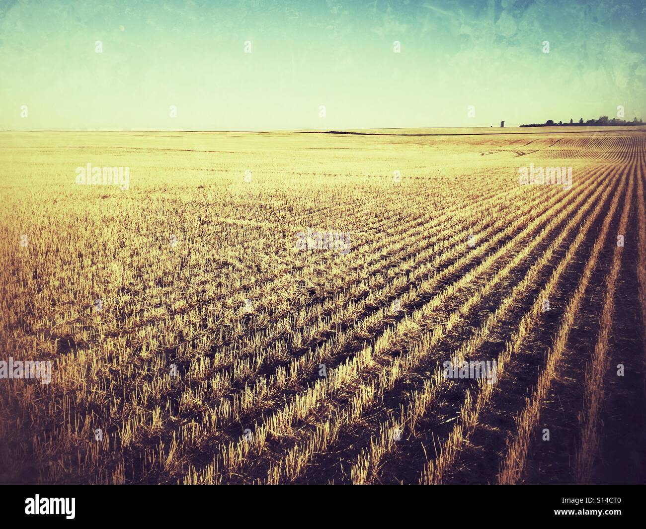 A prairie crop after harvest, farm buildings on the horizon. - Smartphone Captured Stock Image