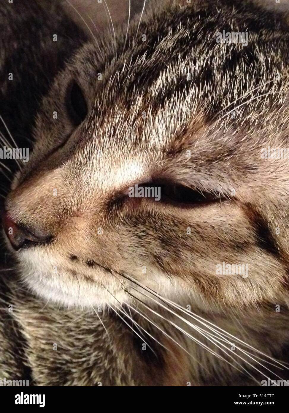 Extreme close up portrait of tabby kitten Stock Photo