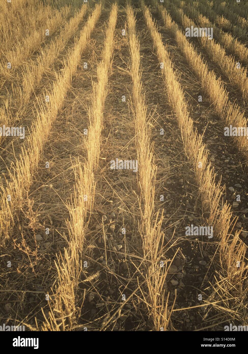 Rows of stubble left in a prairie field after the crop has been harvested. - Smartphone Captured Stock Image