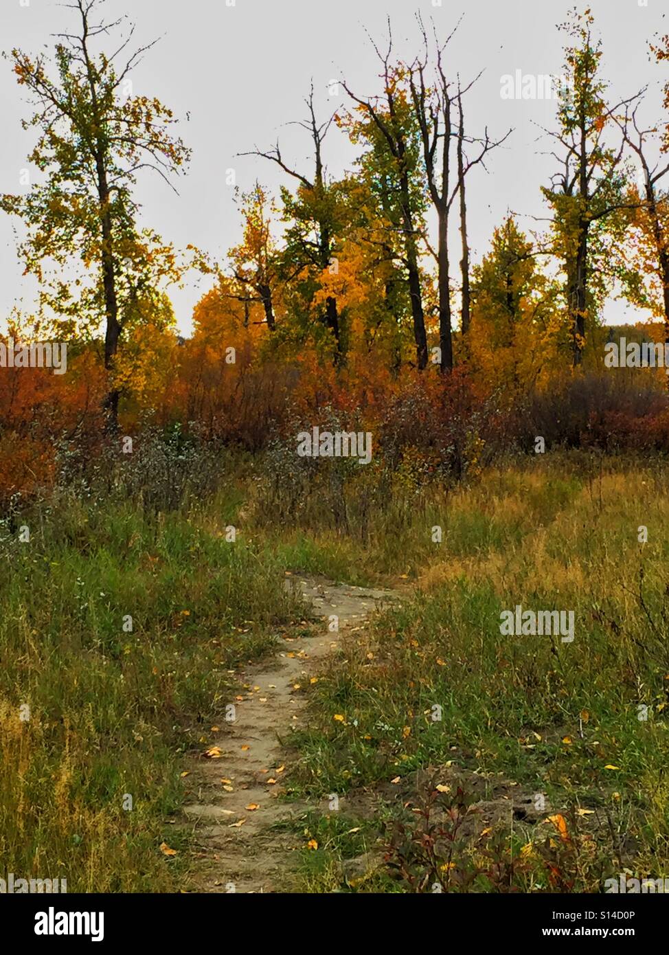 Pathway in the Autumn woods - Smartphone Captured Stock Image