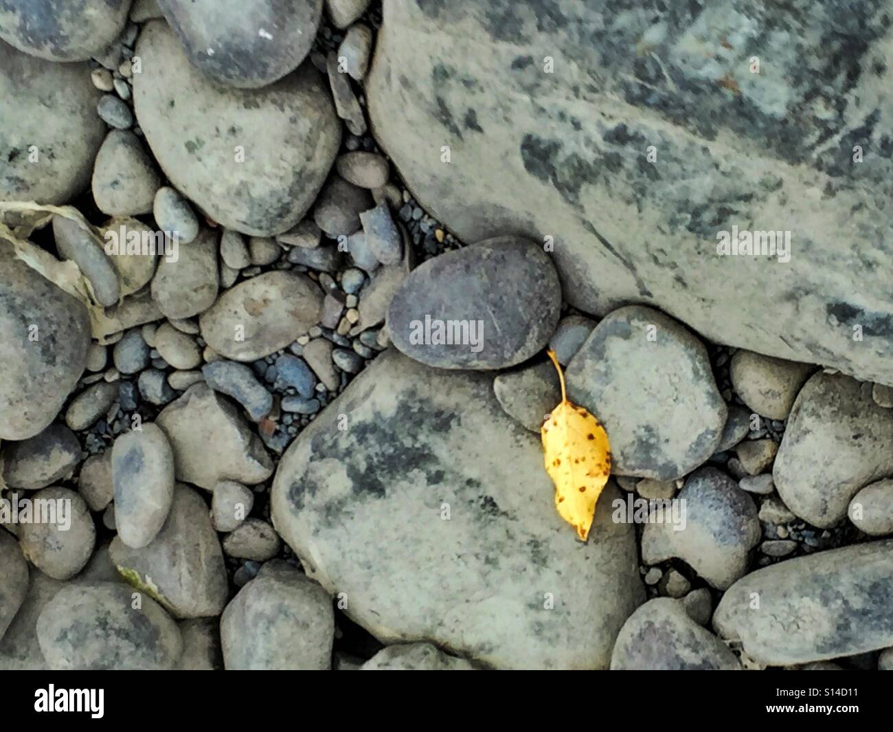 Lone leaf in a rock bed Stock Photo