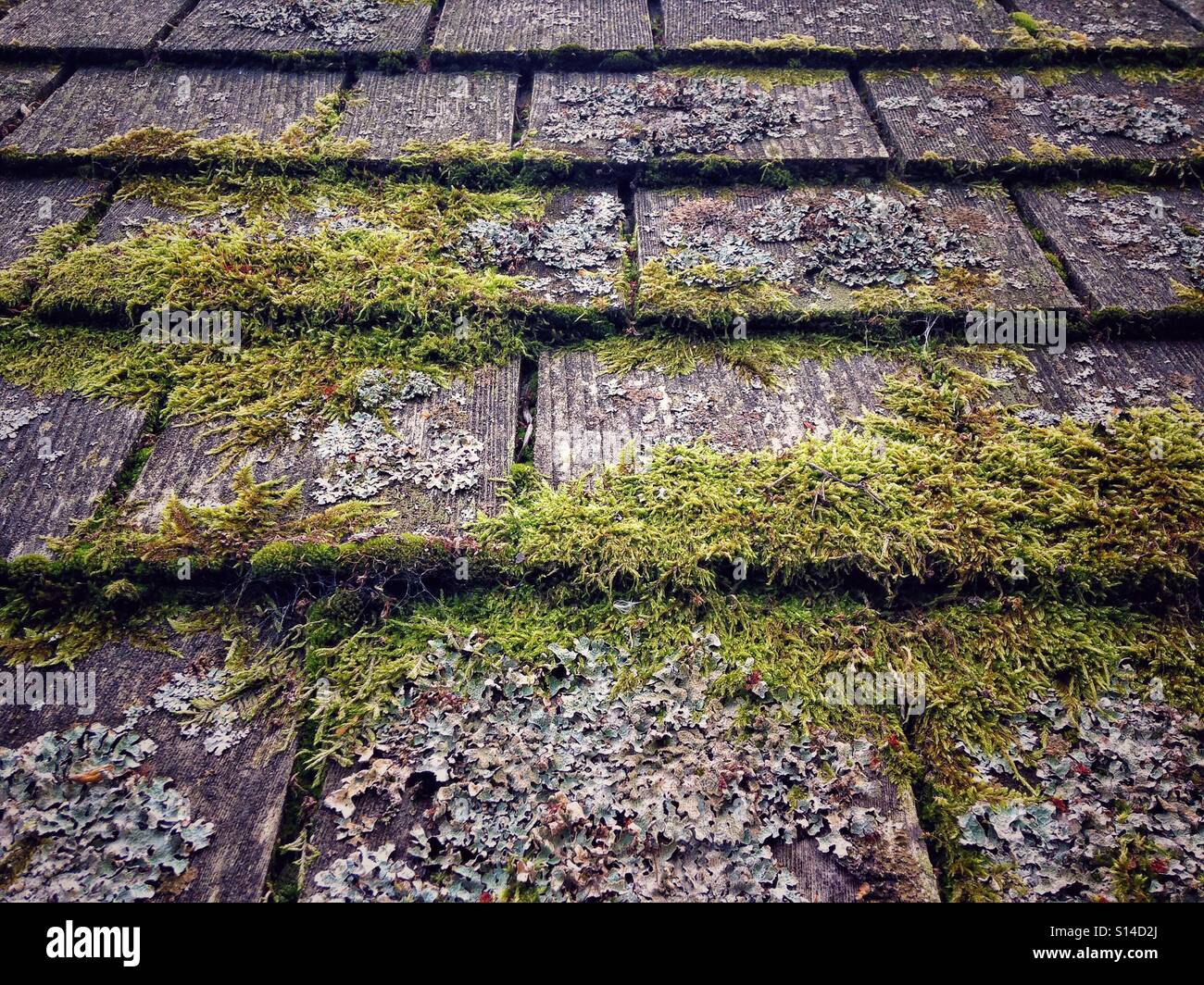 Tiles and moss hires stock photography and images Alamy