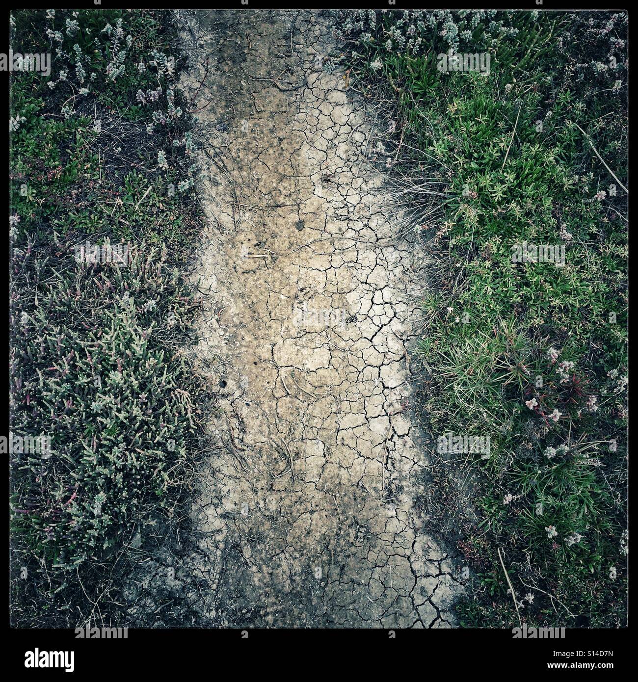 Dry cracked soil path. Stock Photo