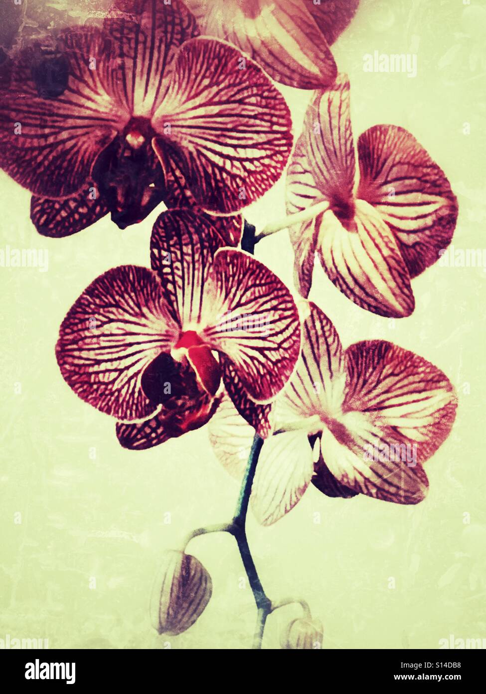 Orchid spray, flowers and buds. - Smartphone Captured Stock Image