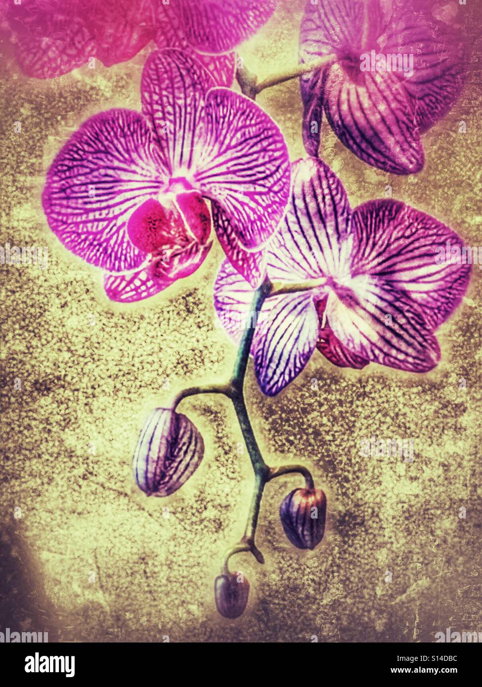Orchid spray, flowers and buds. - Smartphone Captured Stock Image