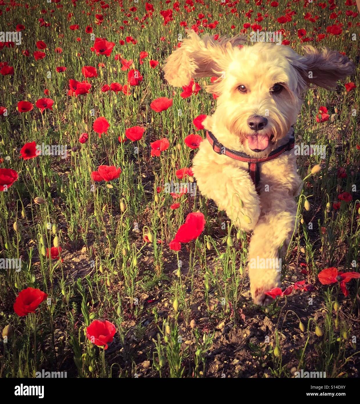 Born free Stock Photo