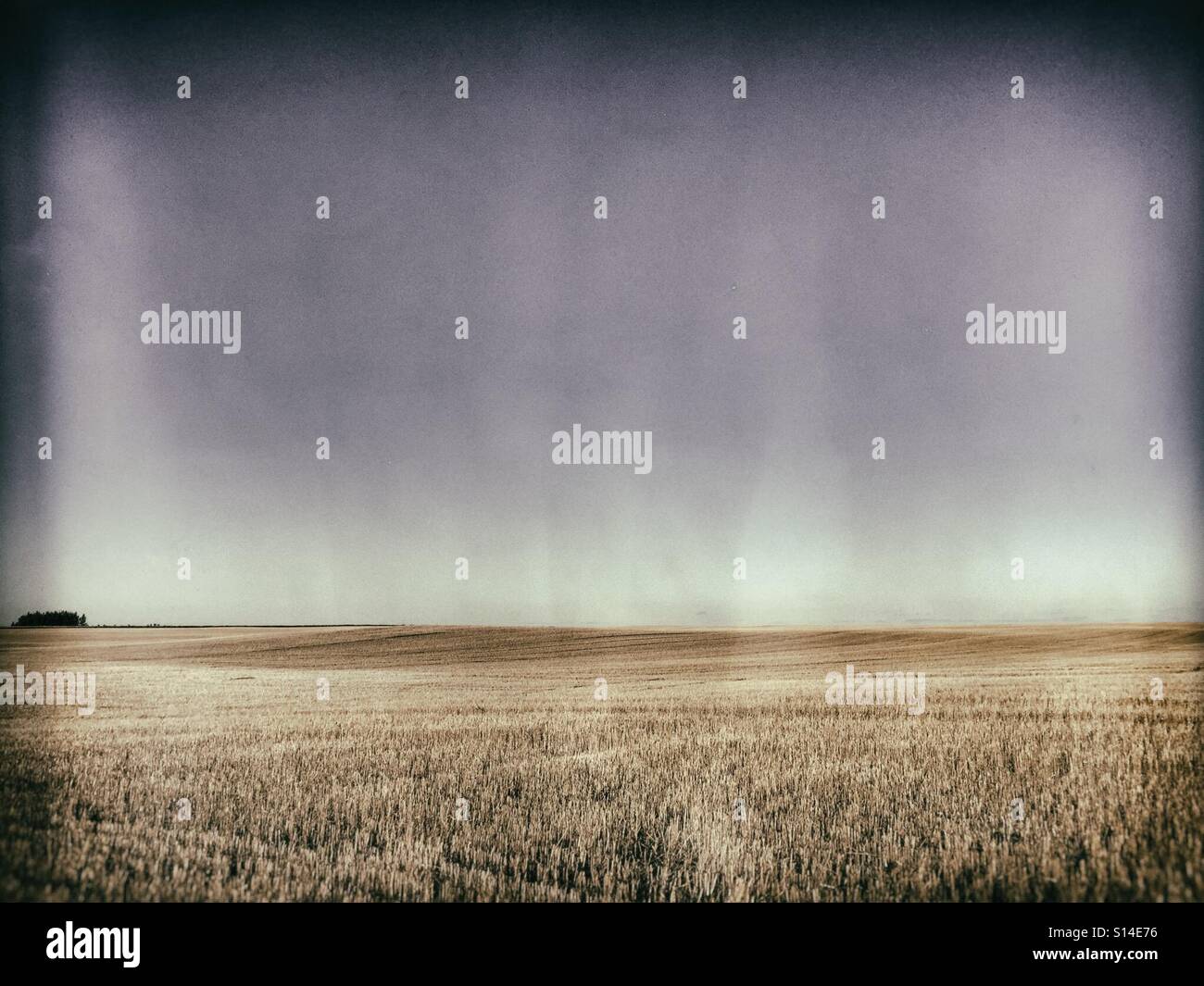 A group of trees punctuates the horizon separating a clear sky and harvested grain field. Stock Photo