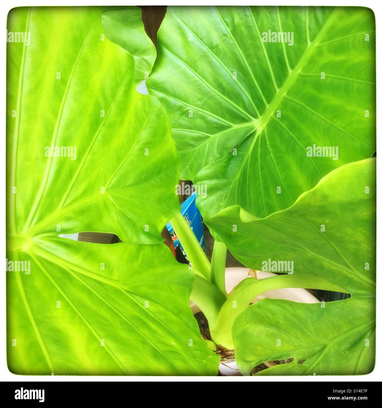 Elephant ear philodendron leaves Stock Photo Alamy