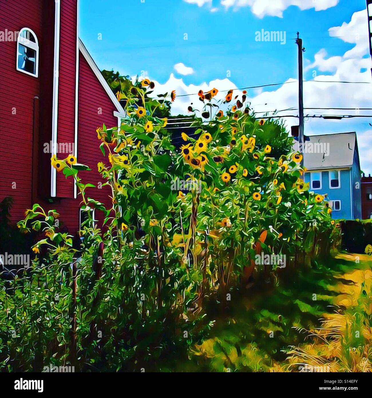 Sunflower garden fence hi-res stock photography and images - Alamy