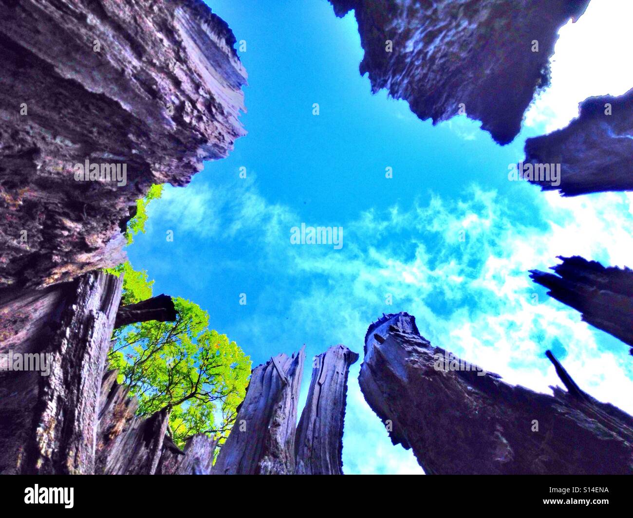 Tree stump in the New Forest - Smartphone Captured Stock Image