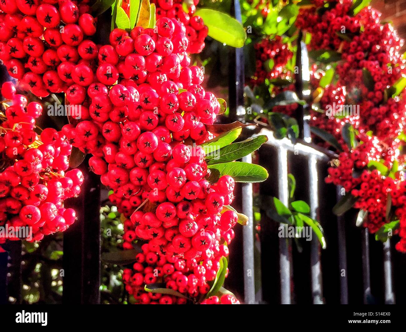 Mother Nature S Abundance Winter Pantry For The Birds Stock