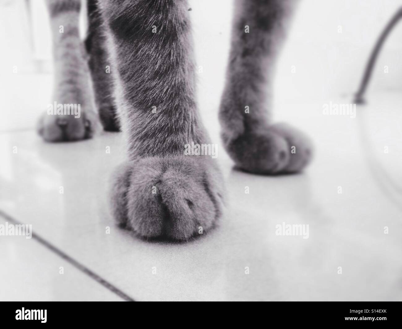 Black cat with white paws hires stock photography and images Alamy