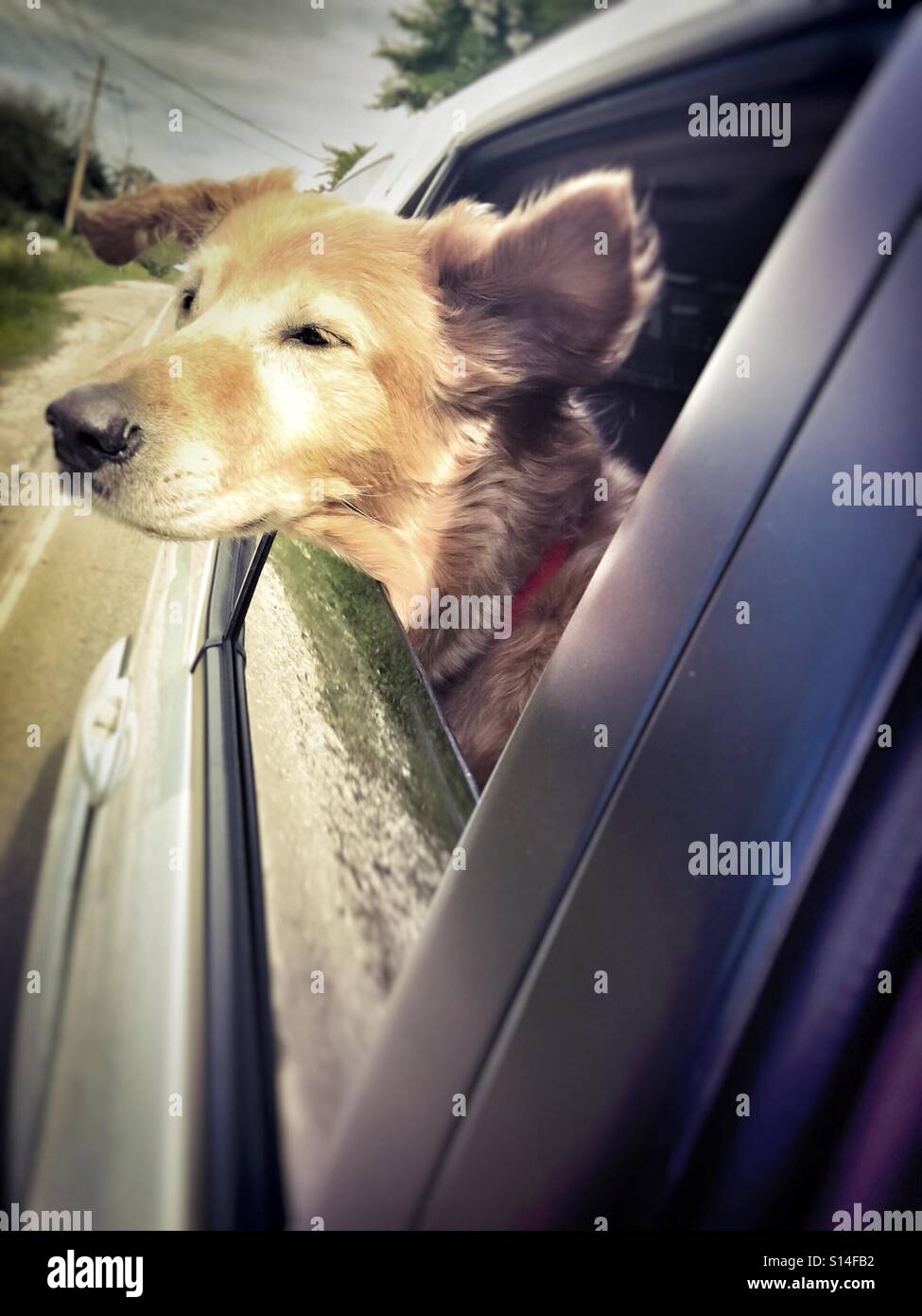 Wind blown Golden Retriever - Smartphone Captured Stock Image