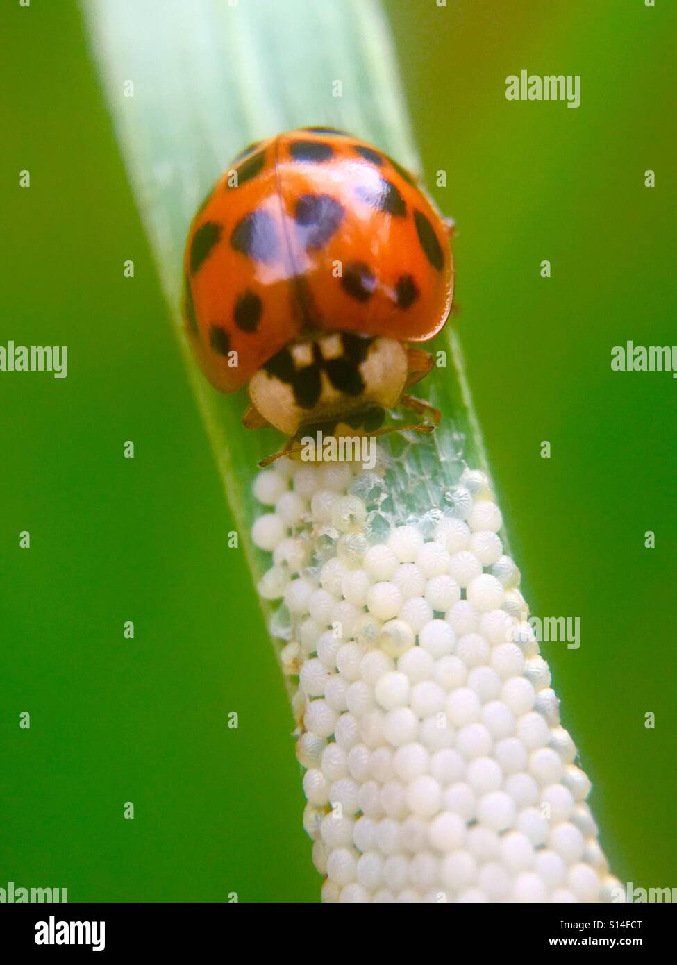 Ladybugs - Smartphone Captured Stock Image
