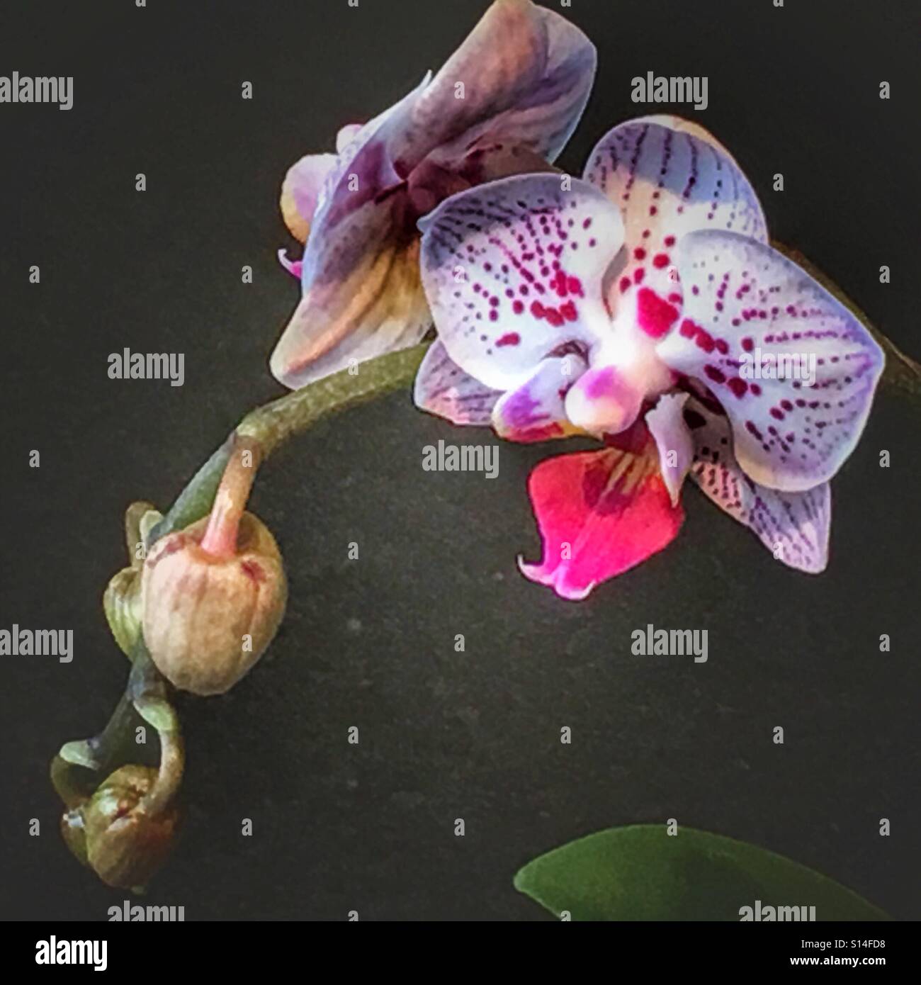 Orchid, flowers and buds. - Smartphone Captured Stock Image