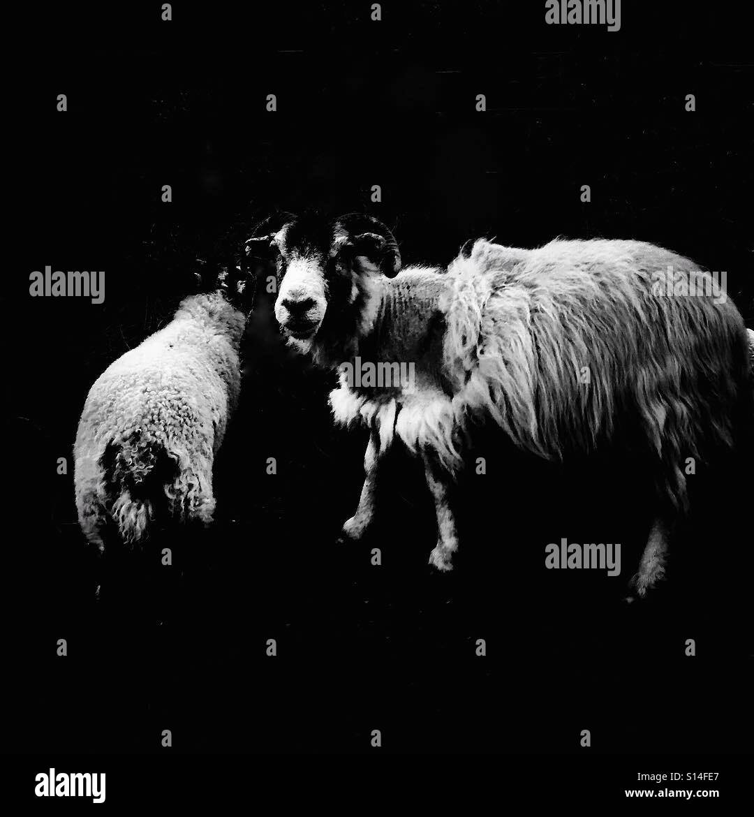Silence of the Lambs Stock Photo Alamy