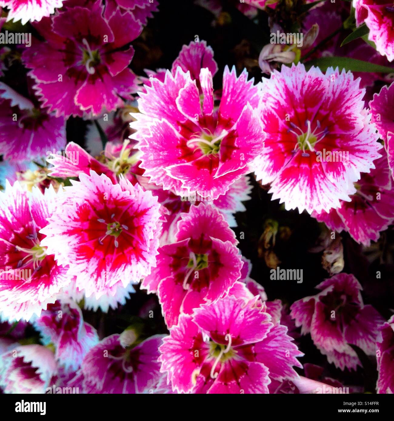 Pink and white Sweet William flowers - Smartphone Captured Stock Image