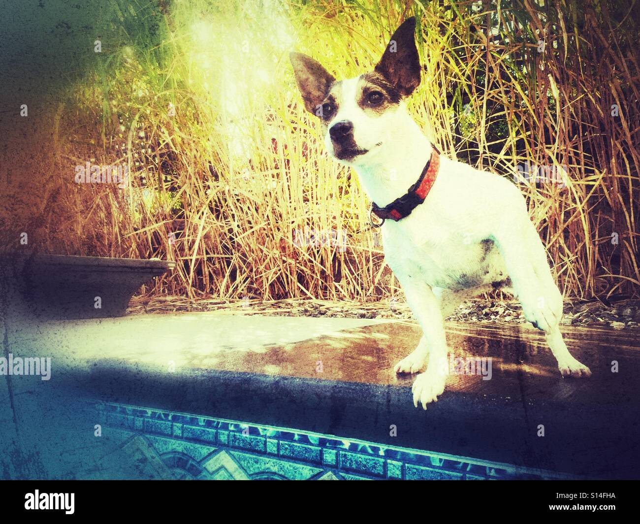 Dog curiously looking at something in the distance. Outdoors shot. Distressed edit. - Smartphone Captured Stock Image