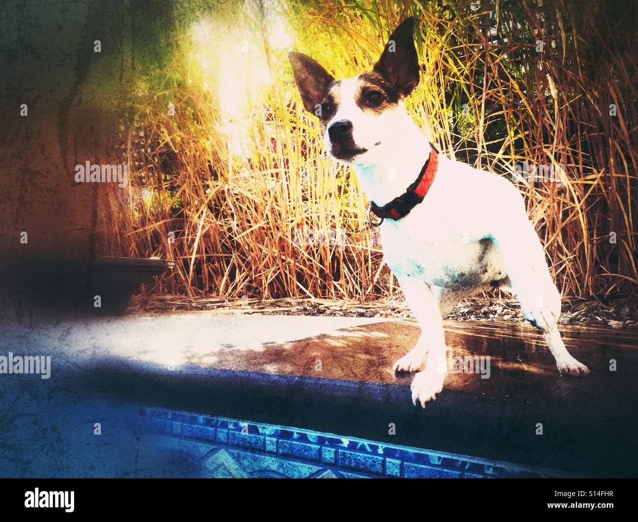 Curious dog looking at something in the distance. Outdoors shot. - Smartphone Captured Stock Image