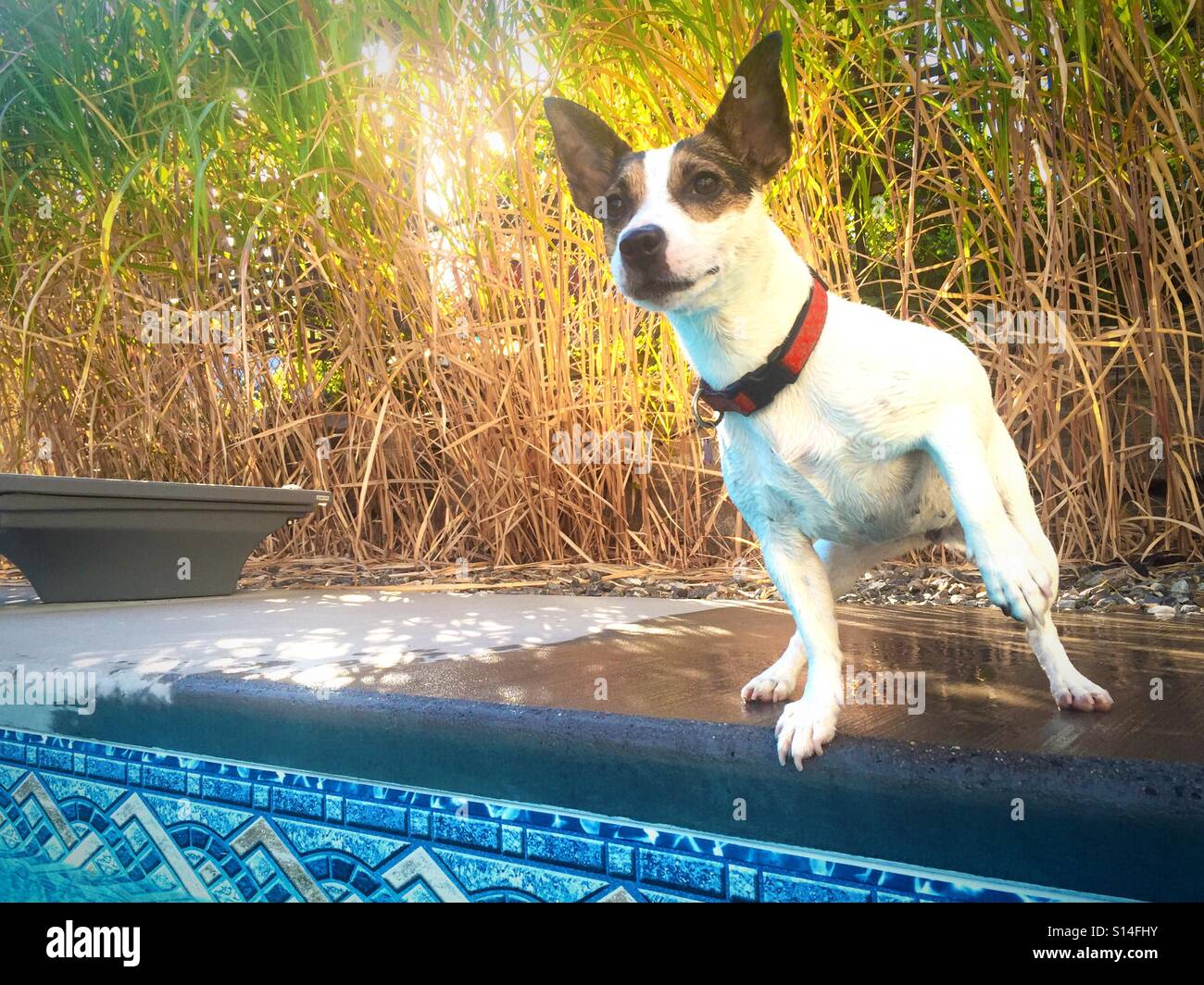 Dog intensely and curiously looking at something in the distance. Outdoors shot on a late summer afternoon. - Smartphone Captured Stock Image