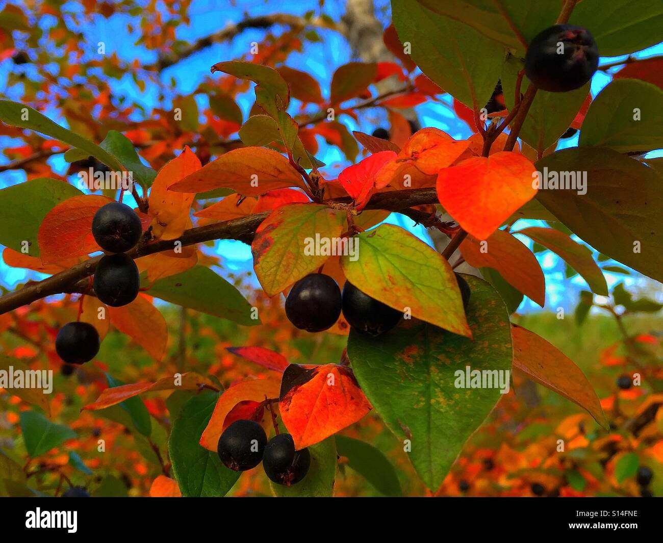 Wild berries in fall - Smartphone Captured Stock Image