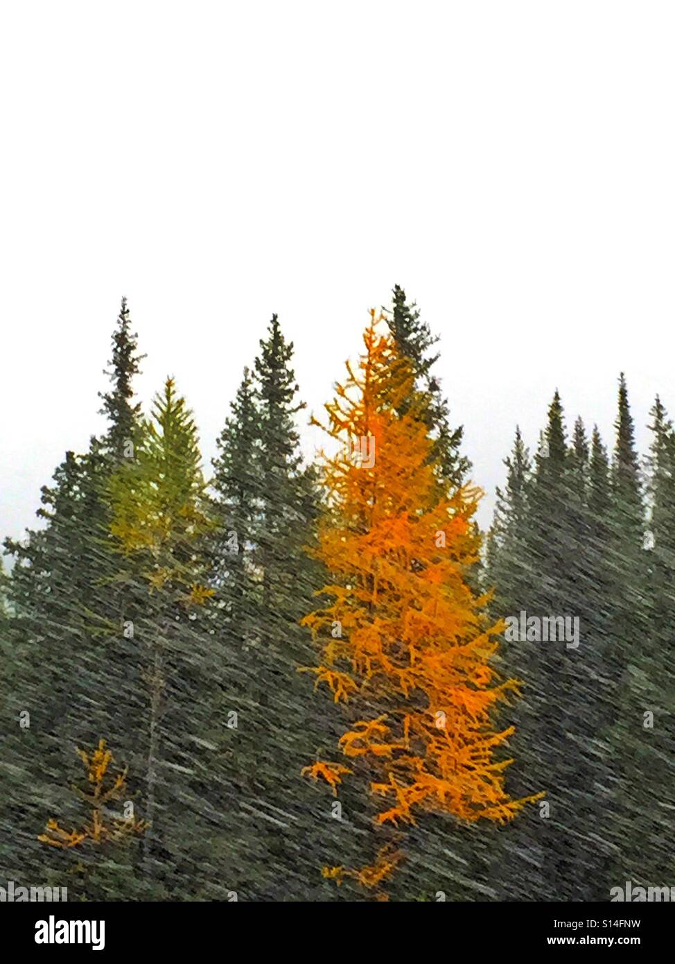 Autumn larch and early snow in the high country Stock Photo