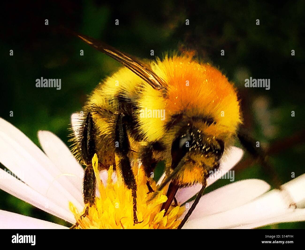 Bumble bee on a white flower. - Smartphone Captured Stock Image