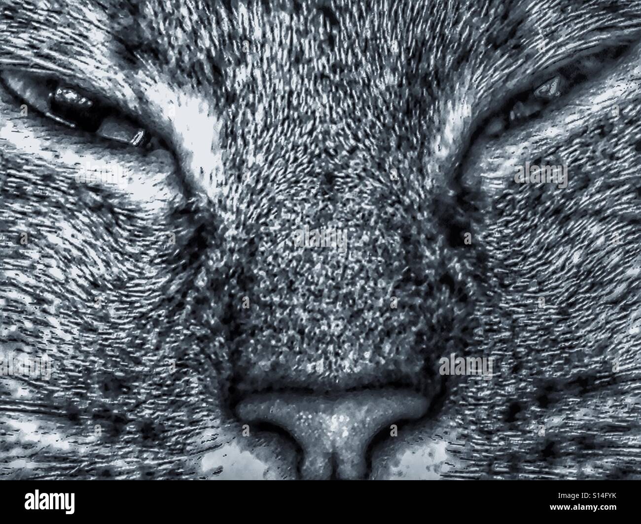 Cat portrait - Smartphone Captured Stock Image