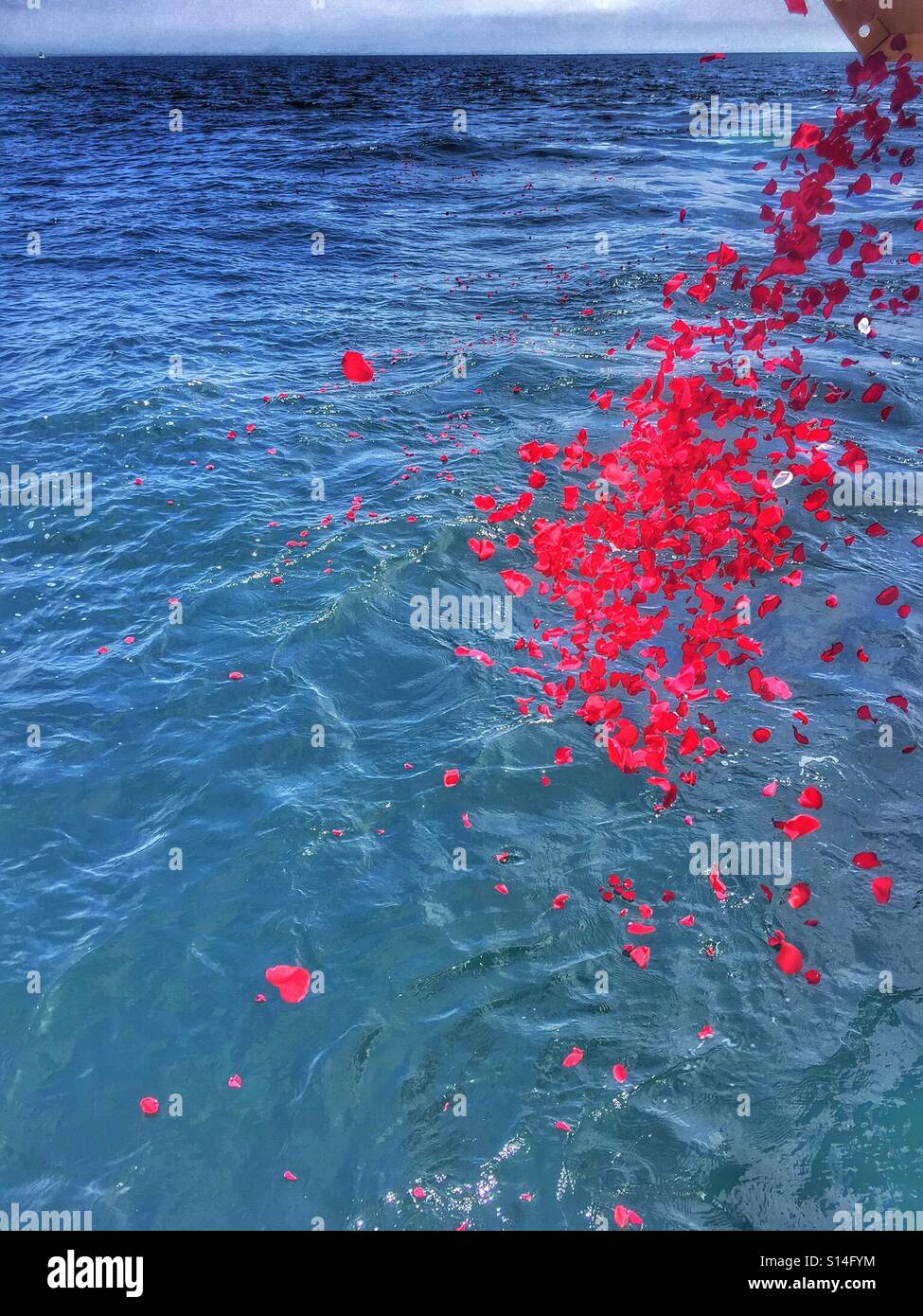 Red rose petals in the ocean Stock Photo Alamy