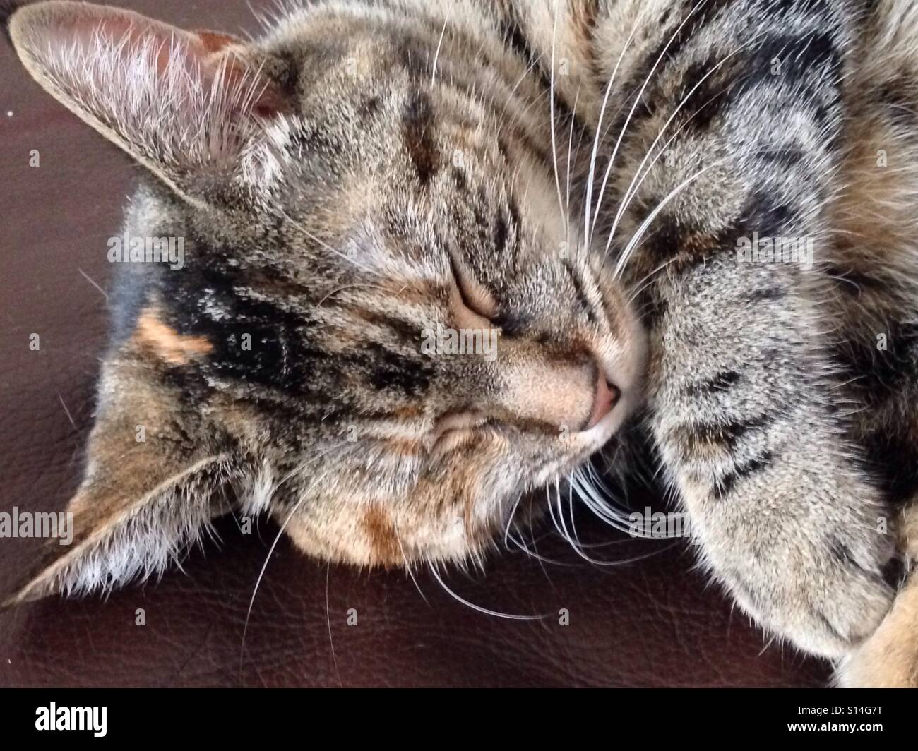 Sleeping cat - Smartphone Captured Stock Image