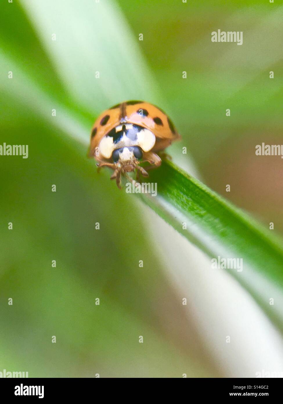 Ladybugs - Smartphone Captured Stock Image