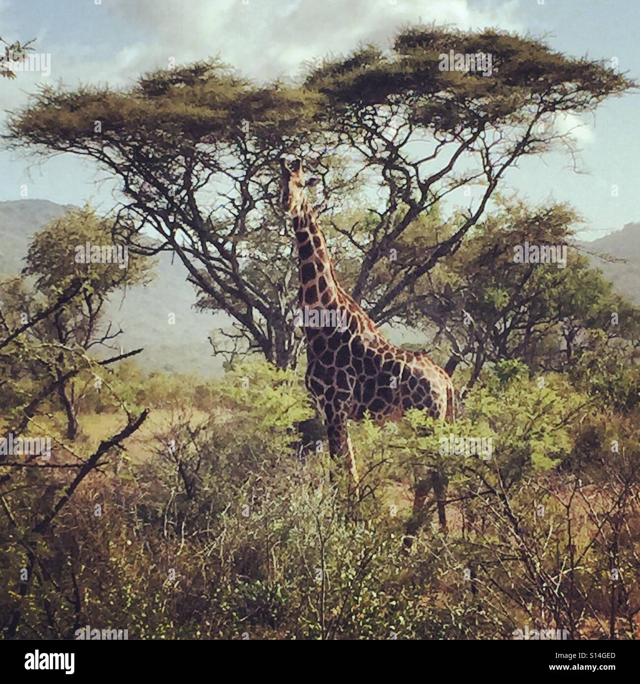 Giraffe posing on safari Stock Photo