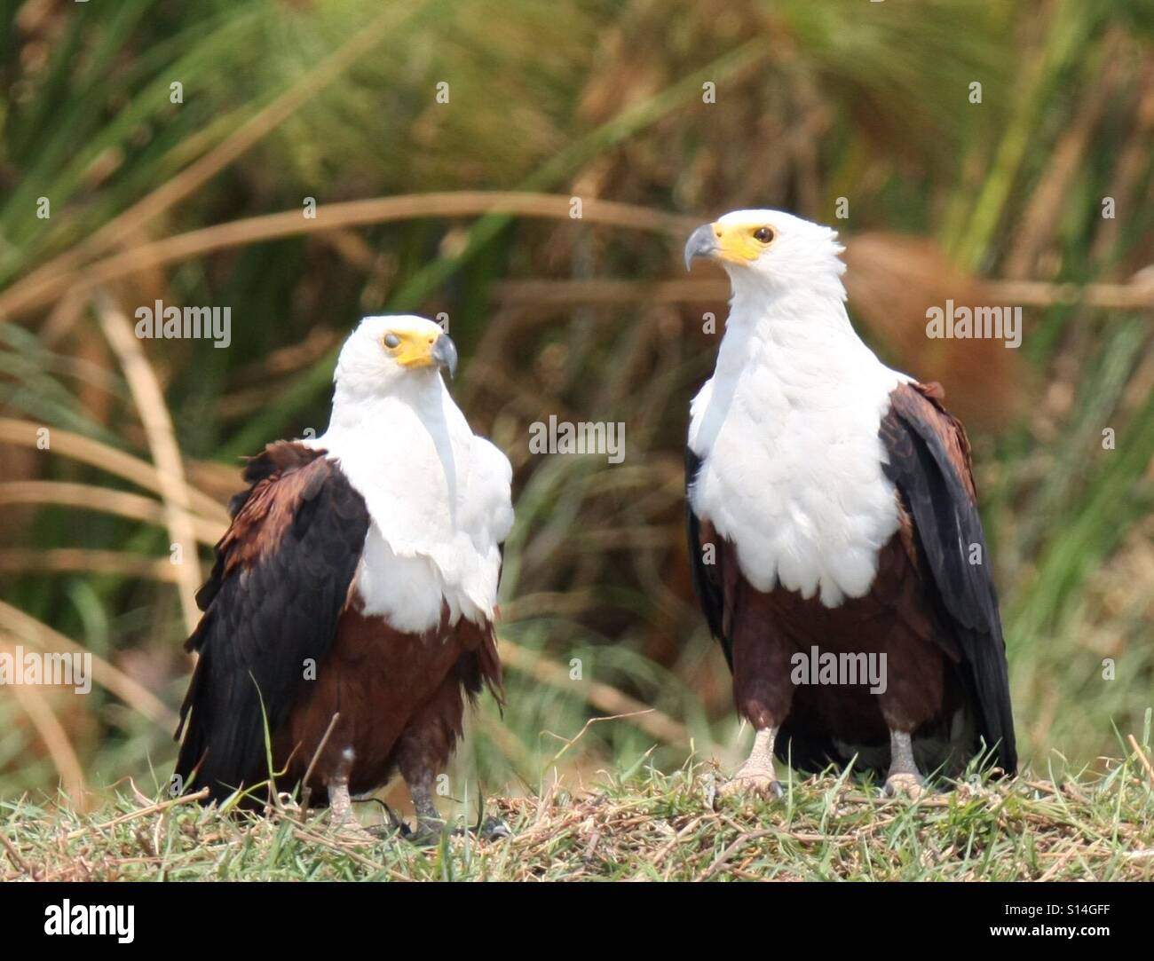 A pair of African Fish Eagles, standing, one blinking. Stock Photo