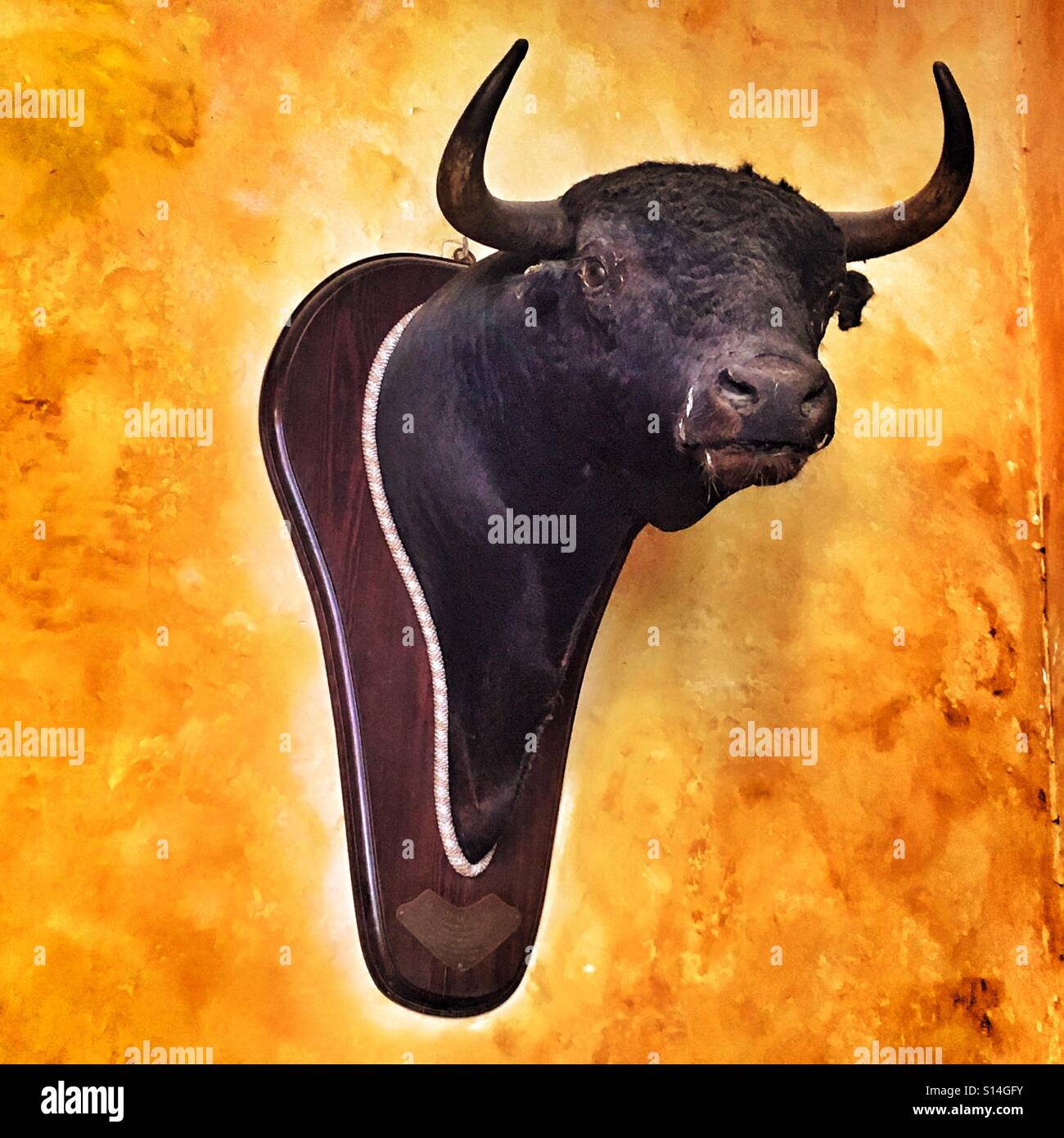 Mounted bulls head on wall spain Stock Photo