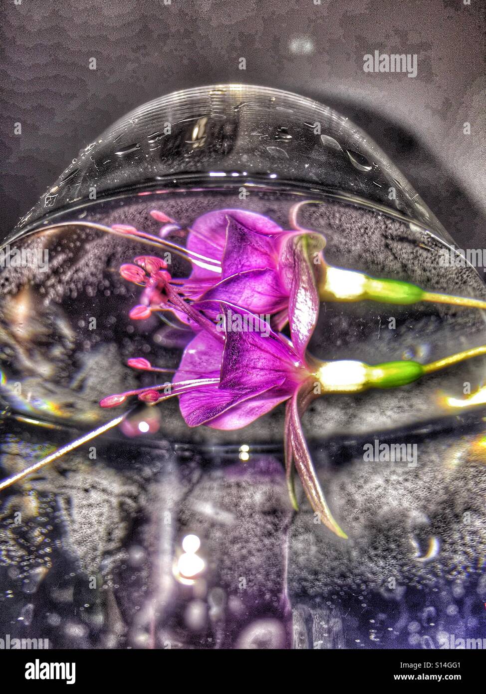 Flowers in water Stock Photo Alamy