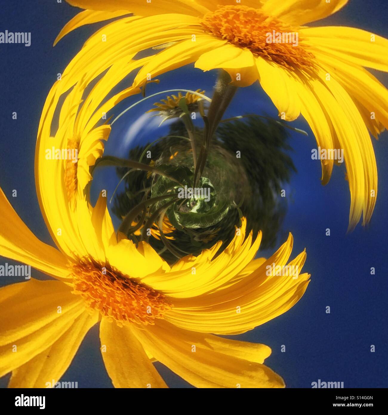 Yellow flowers and vibrant blue sky distorted - Smartphone Captured Stock Image Yellow flowers and vibrant blue sky distorted - Smartphone Captured Stock Image