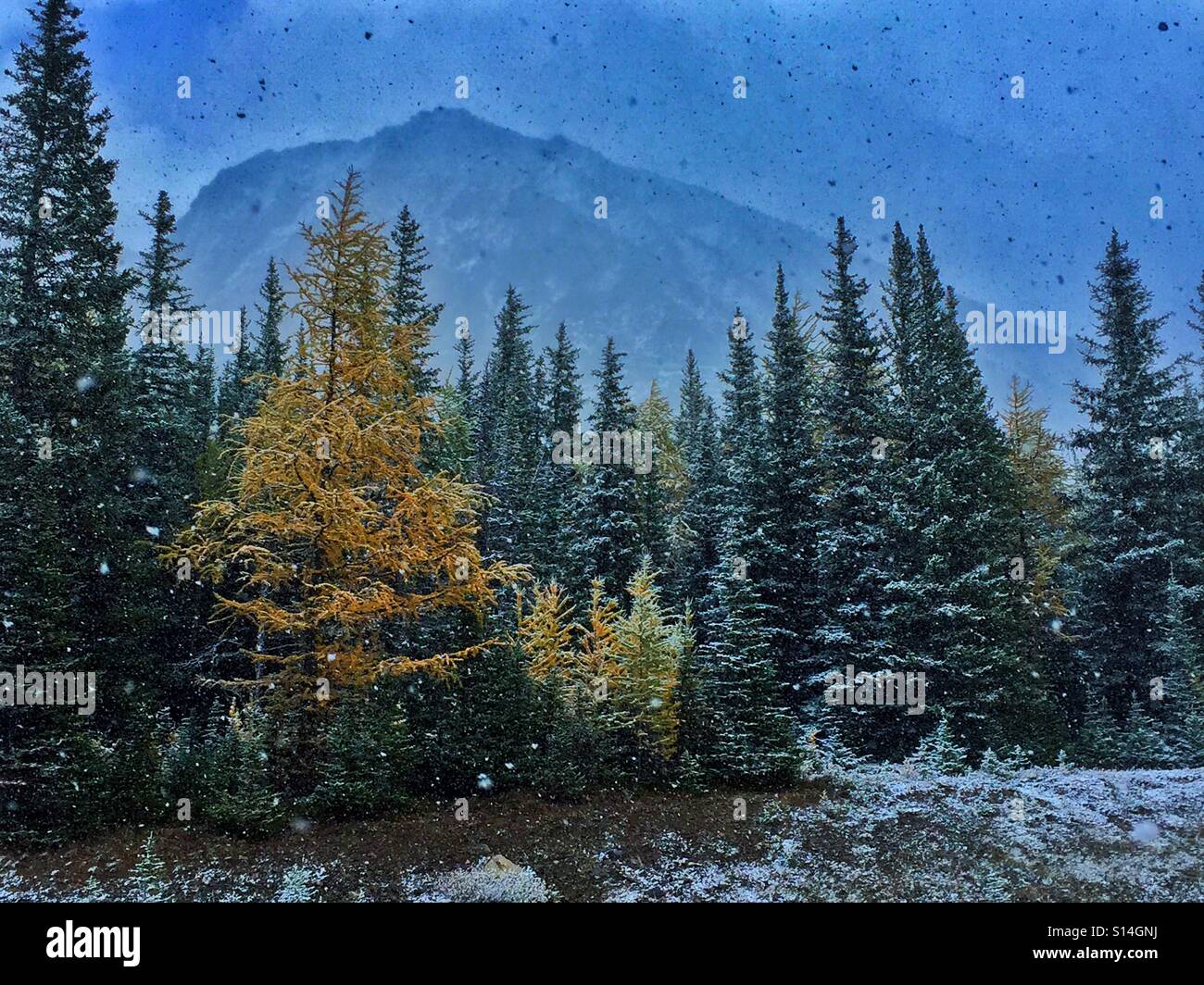 Snowy day in Highwood Pass and autumn larch trees Stock Photo
