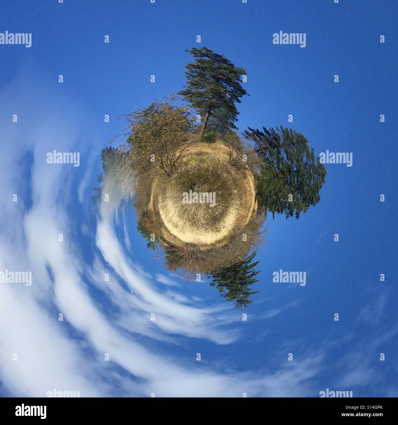 Evergreen trees on a sunny blue sky day. Tiny planet edit. - Smartphone Captured Stock Image Evergreen trees on a sunny blue sky day. Tiny planet edit. - Smartphone Captured Stock Image
