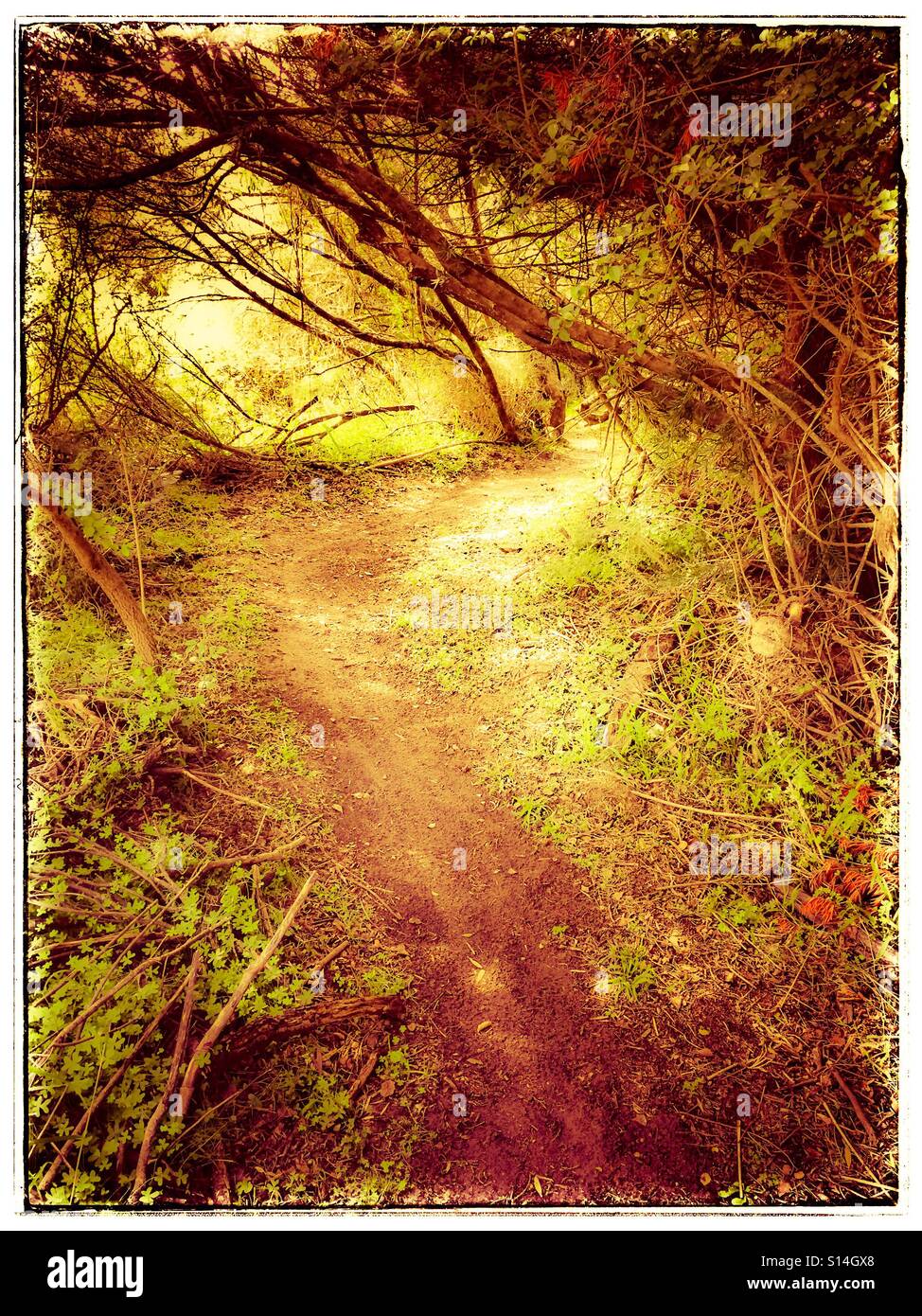 Tree lined path. - Smartphone Captured Stock Image