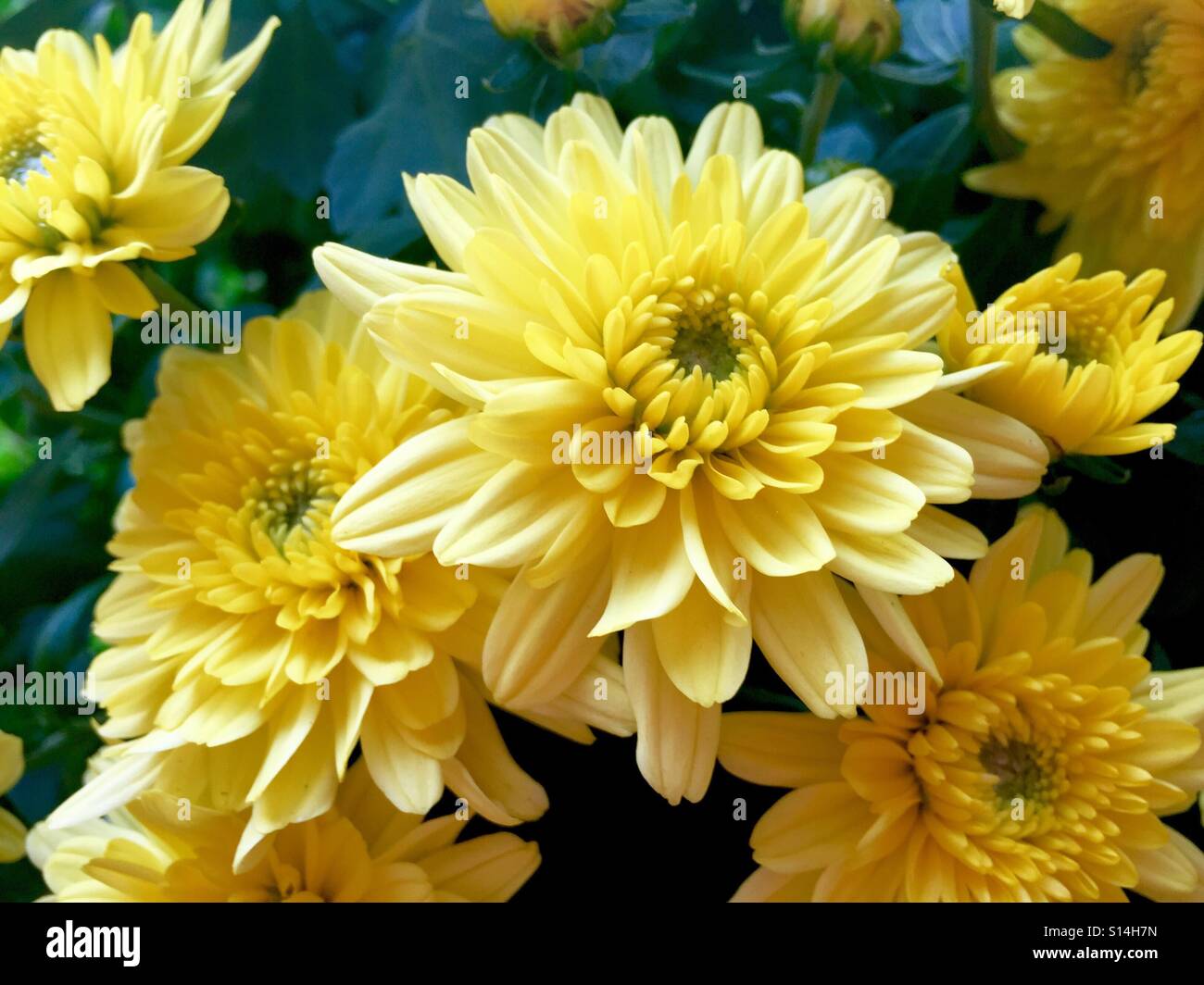 Yellow floral blooms hi-res stock photography and images - Alamy