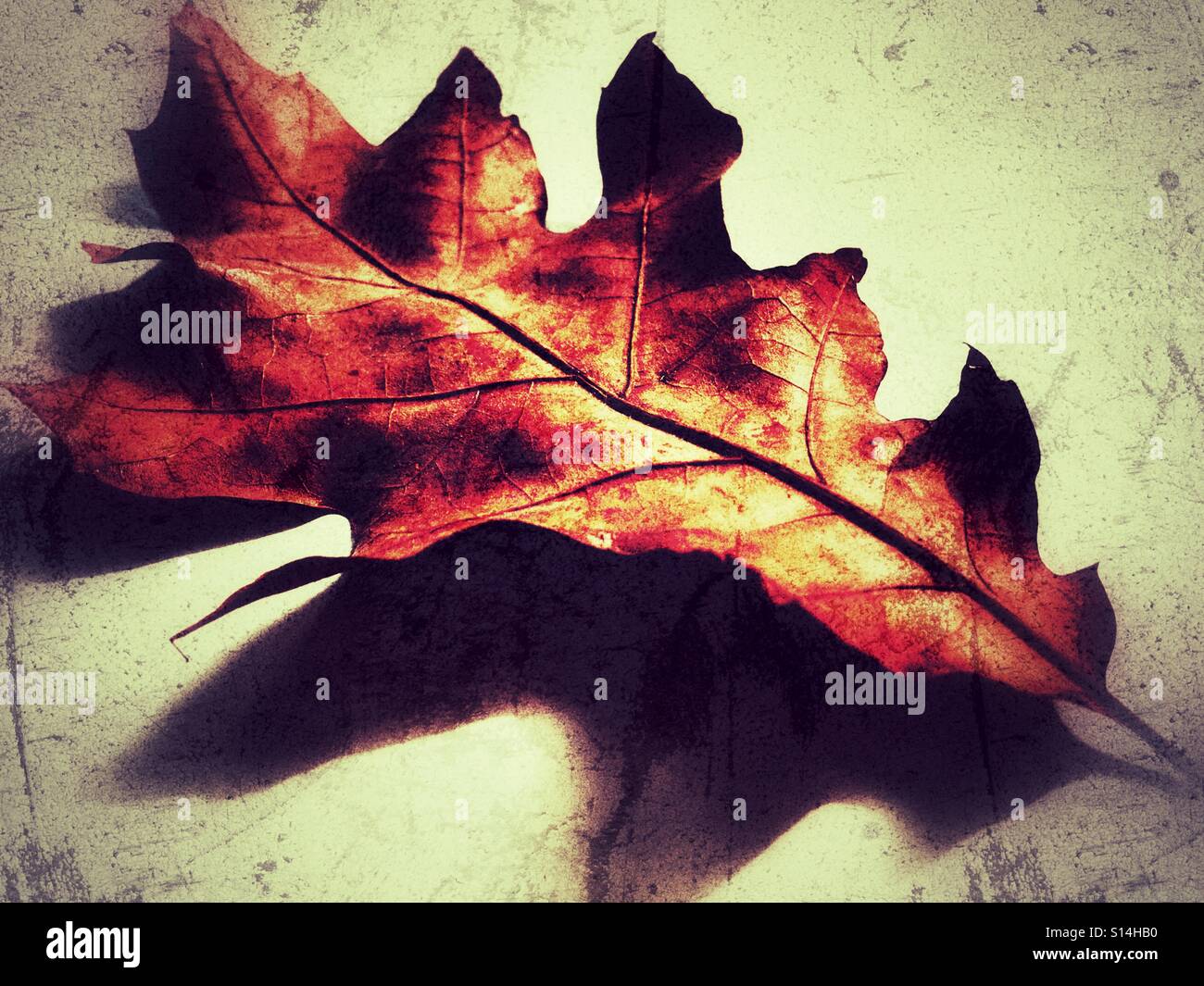 Autumn leaf - Smartphone Captured Stock Image