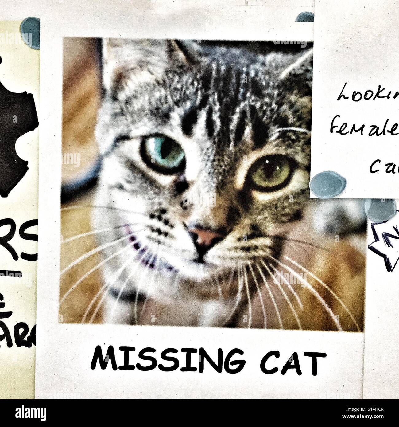 missing-cat-poster-in-shop-window-stock-photo-alamy
